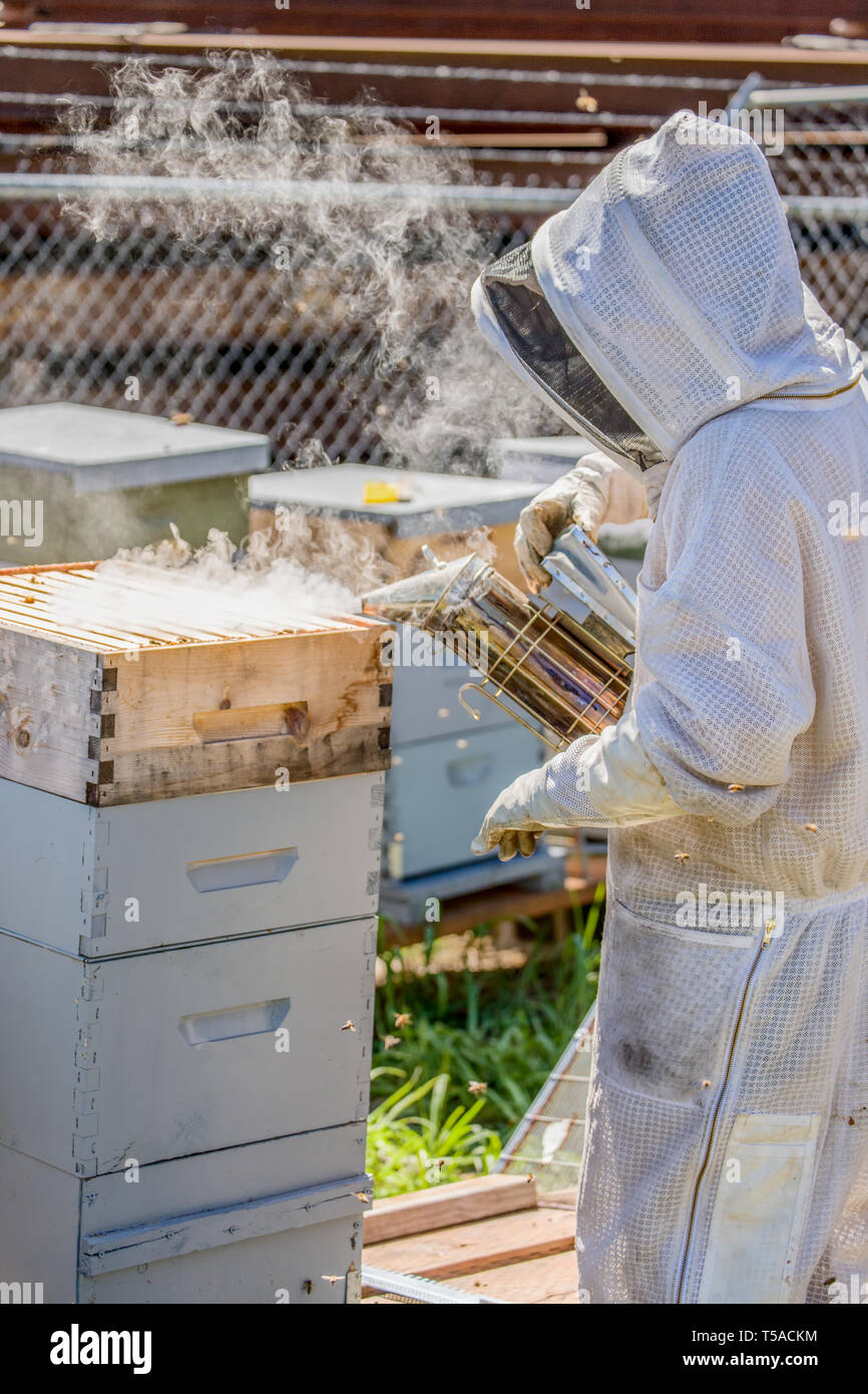 Maple Valley, Washington, USA.  Female beekeeper using a bee smoker to distract bees in a hive.  The smoker is a metal, spouted container with a hinge Stock Photo