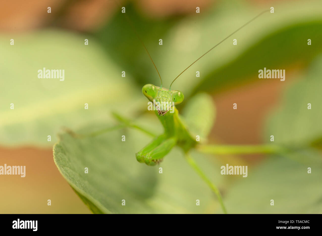 close up of praying mantis Stock Photo