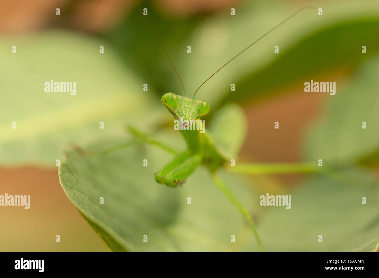 close up of praying mantis Stock Photo
