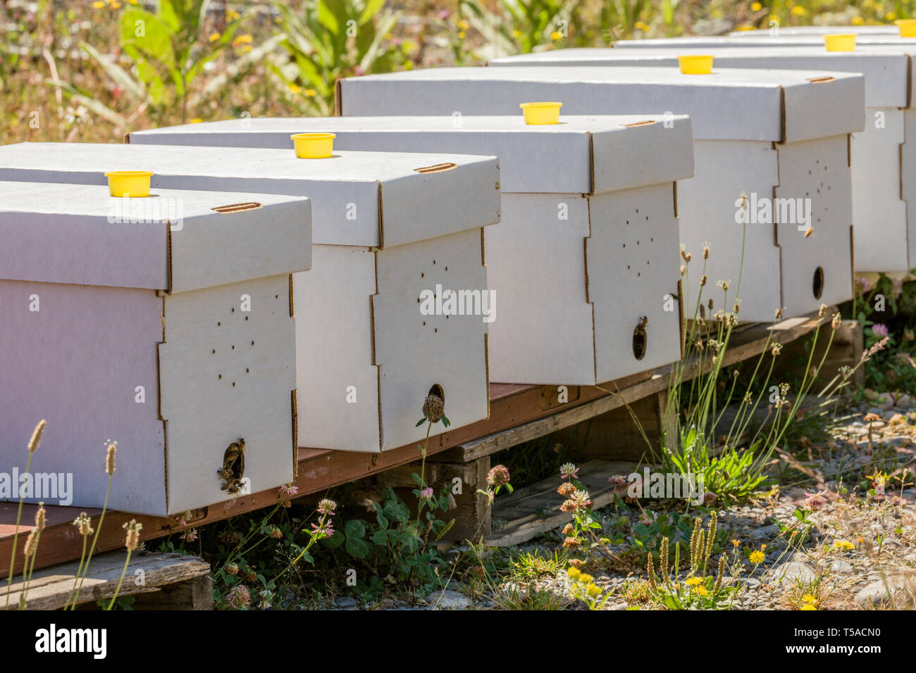 Maple Valley, Washington, USA.  Starter beehives with five frames, including a queen bee.  The honey and bee-laden frames can be easily transported an Stock Photo