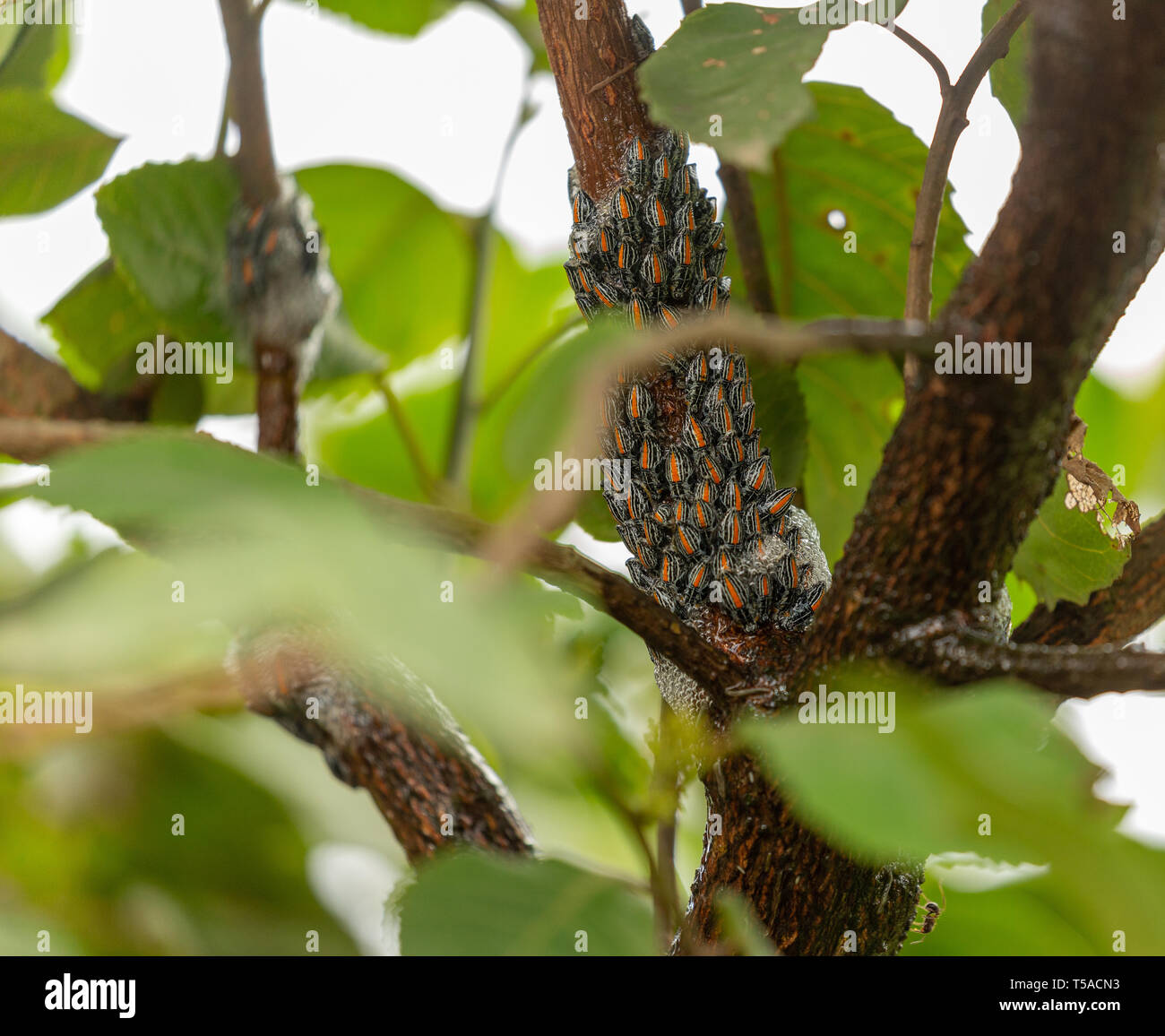 group of caterpillars tightly grouped on a tree Stock Photo