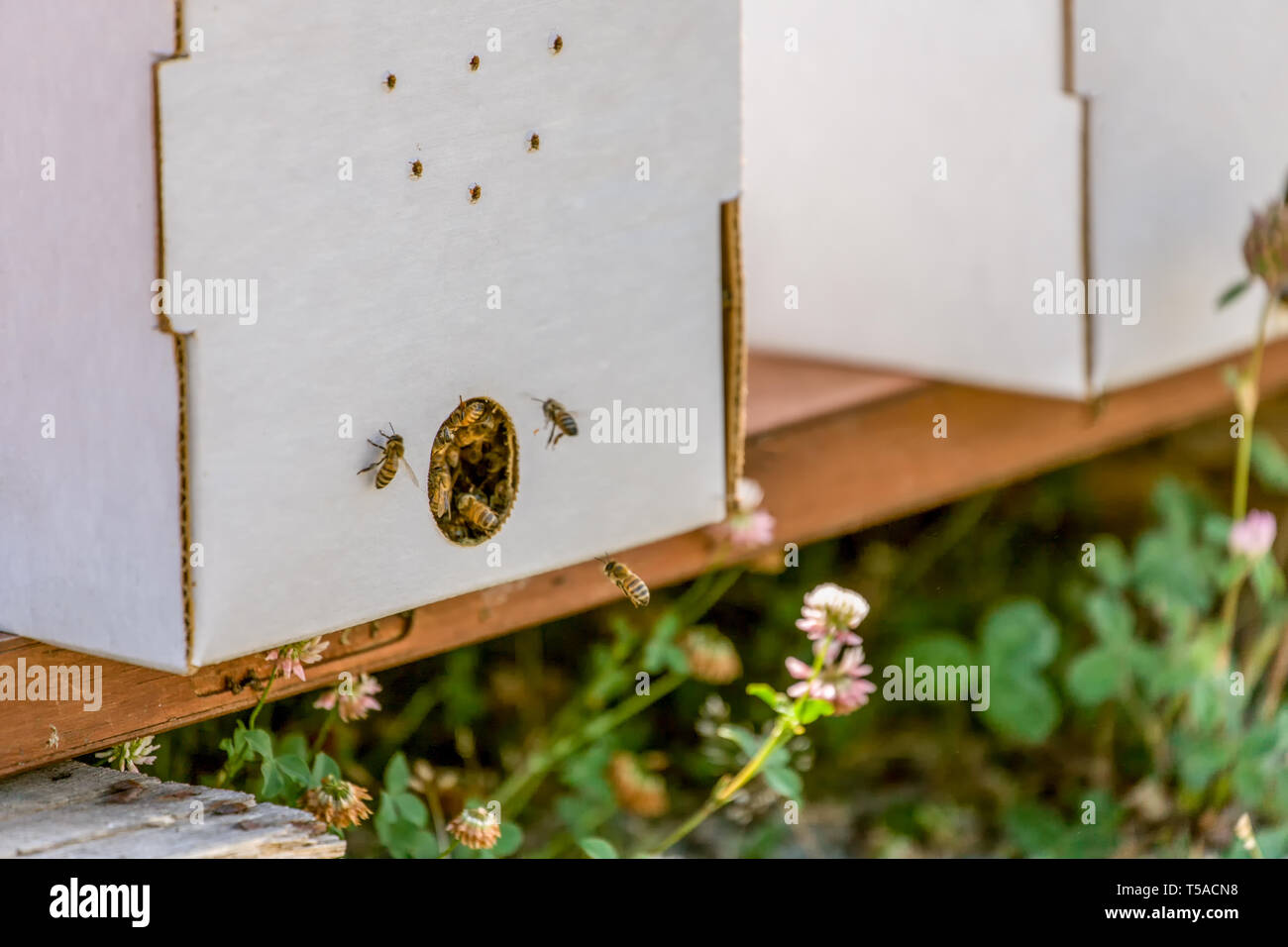 Maple Valley, Washington, USA.  Starter beehives with five frames, including a queen bee, next to White Lawn Clover. Stock Photo