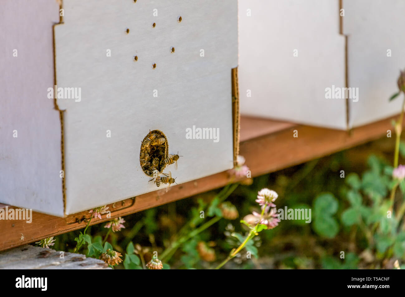 Maple Valley, Washington, USA.  Starter beehives with five frames, including a queen bee, next to White Lawn Clover. Stock Photo