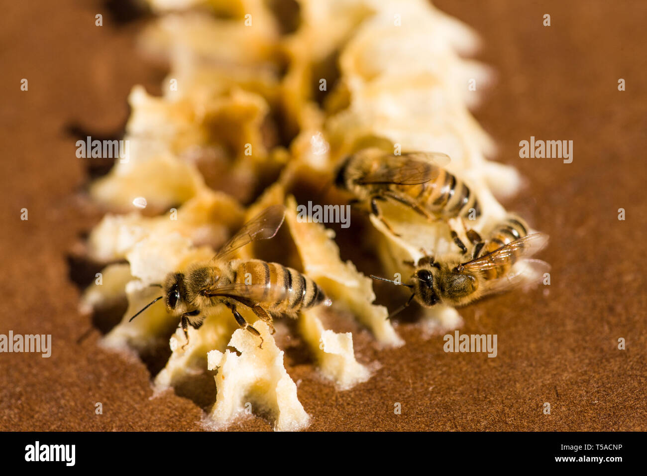 Maple Valley, Washington, USA.  Honeybees on beeswax on the lid of a starter beehive.  The wax is formed by worker bees, which secrete it from eight w Stock Photo