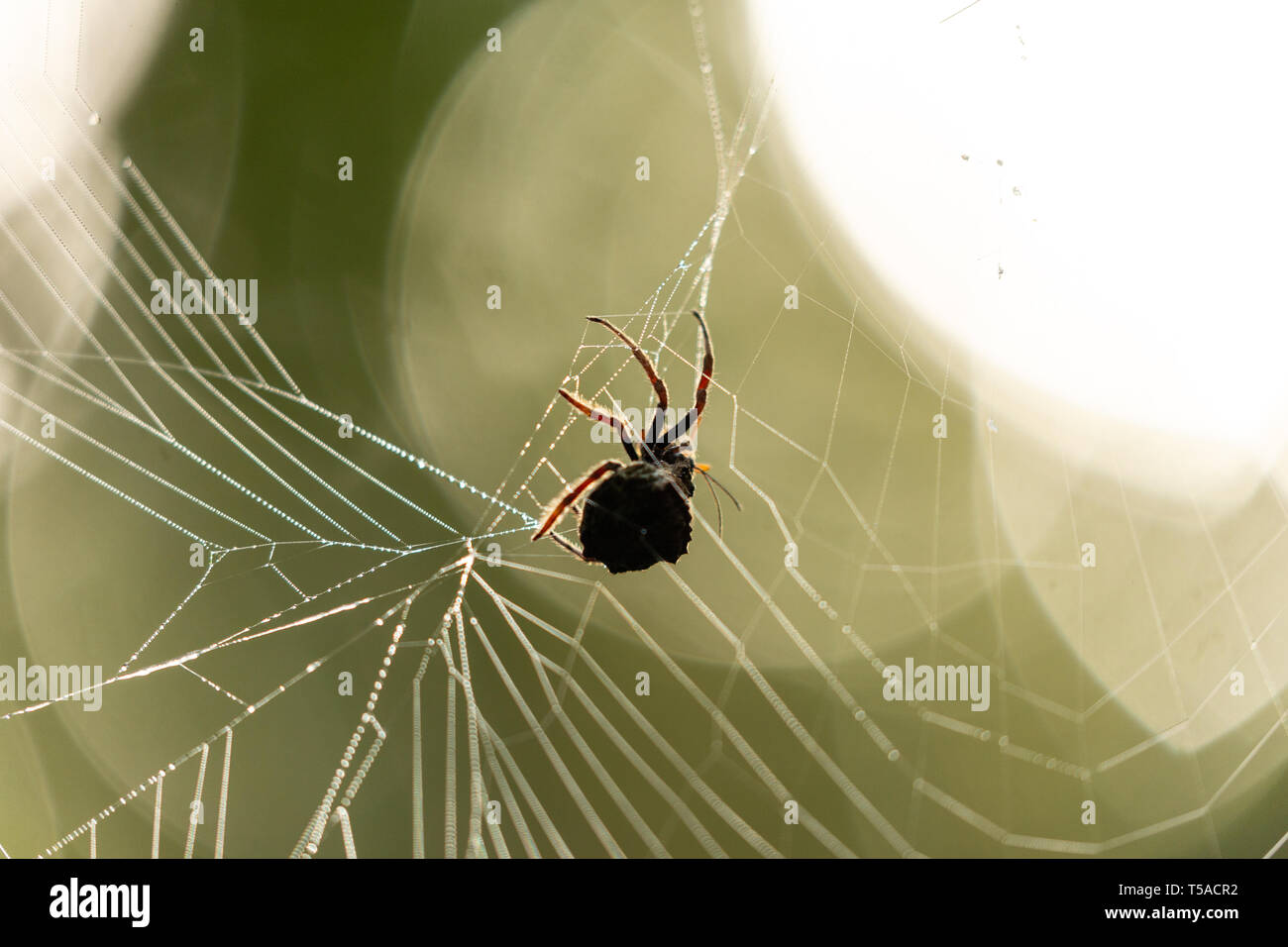 Silhouetted spider with bright bokeh in the background Stock Photo