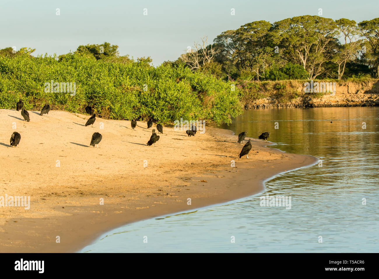 Pantanal region, Mato Grosso, Brazil, South America.  A flock of Black Vultures on the sandy riverbank of the Cuiaba River. Stock Photo