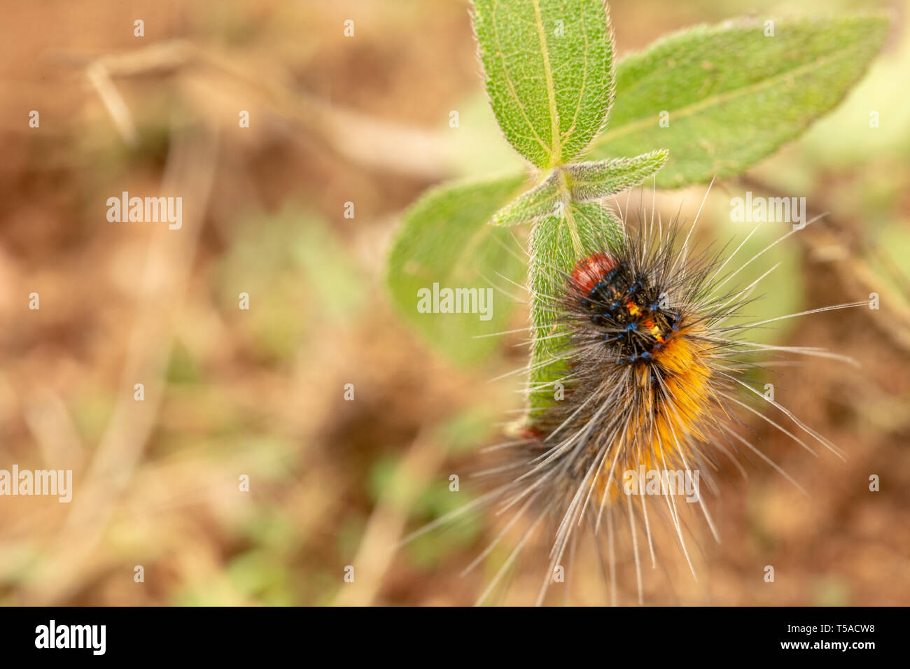 Spikey colourful caterpillar with warning colours Stock Photo