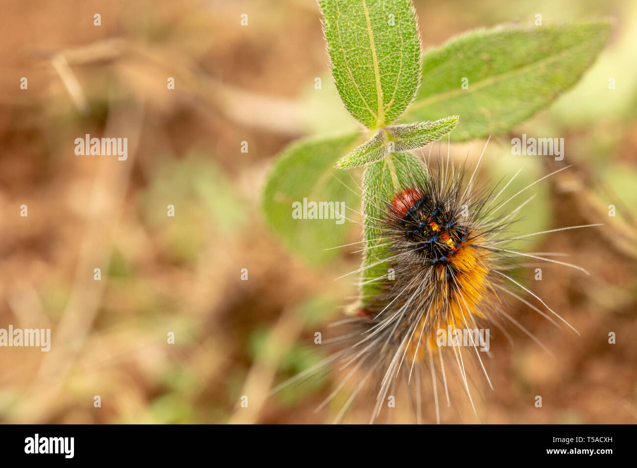 Spikey colourful caterpillar with warning colours Stock Photo