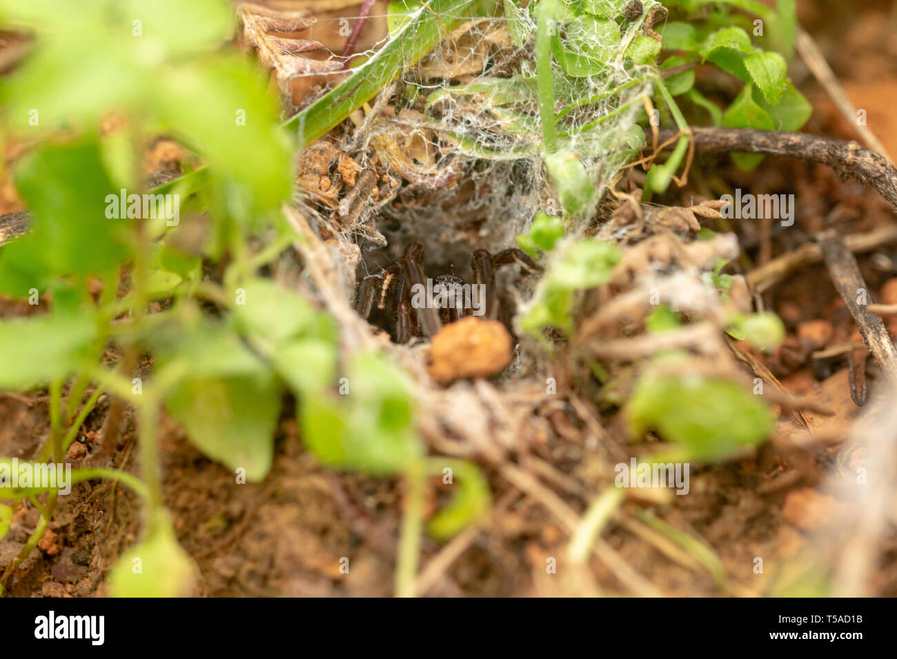 Funnel web spider cleaning out web Stock Photo