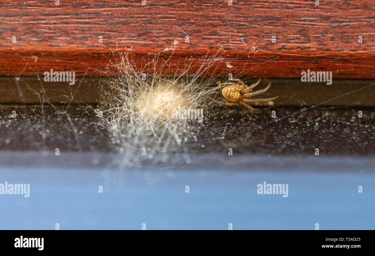 European  garden spider (Araneus diadematus) next to a sac of its eggs Stock Photo