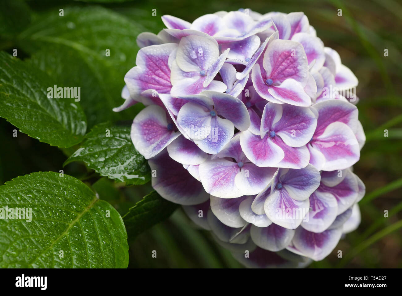 Issaquah, Washington, USA.  Buttons 'N Bows Hydrangea close-up in a shady flower garden. Stock Photo