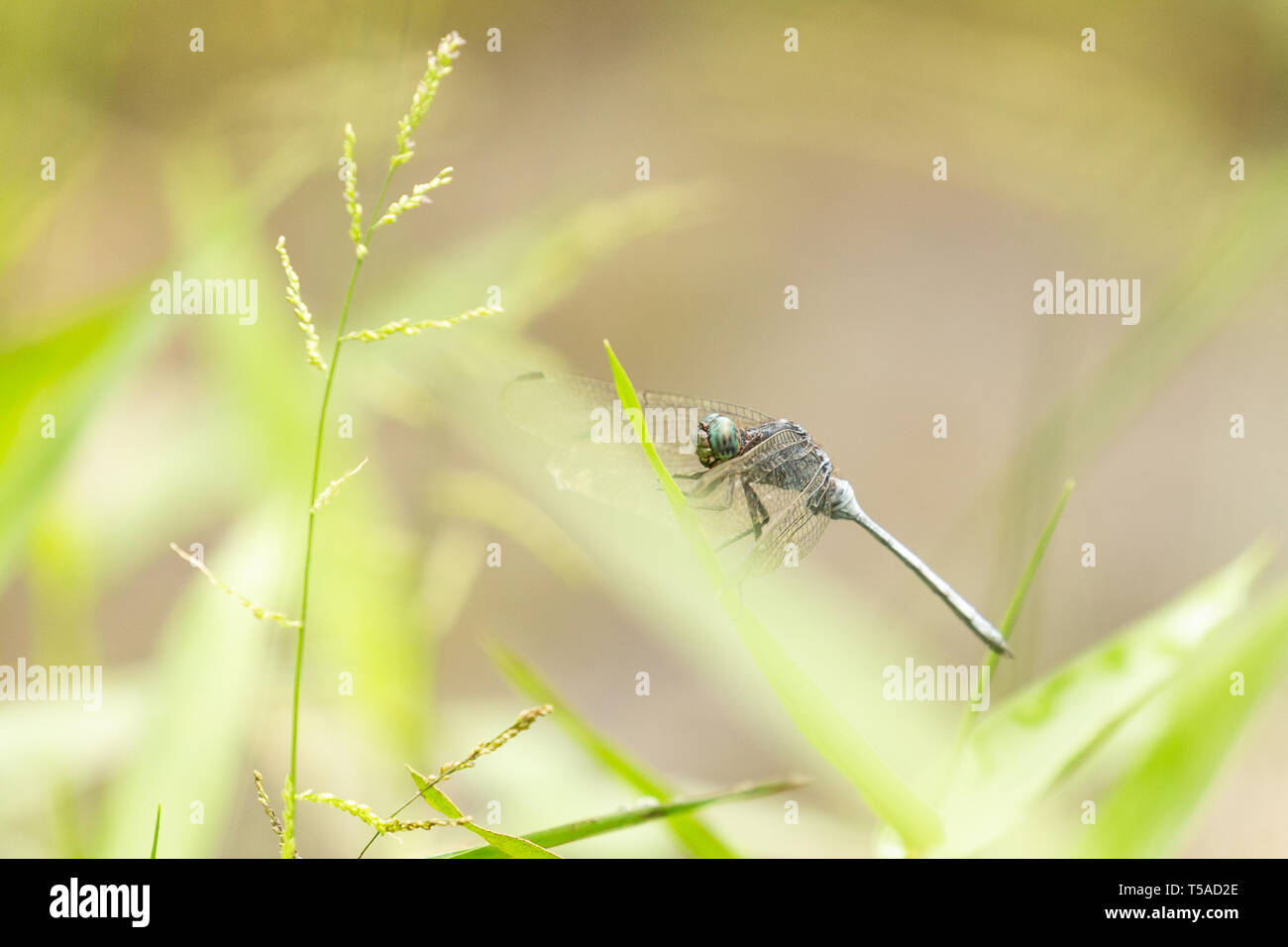 dragonfly perched on grass Stock Photo