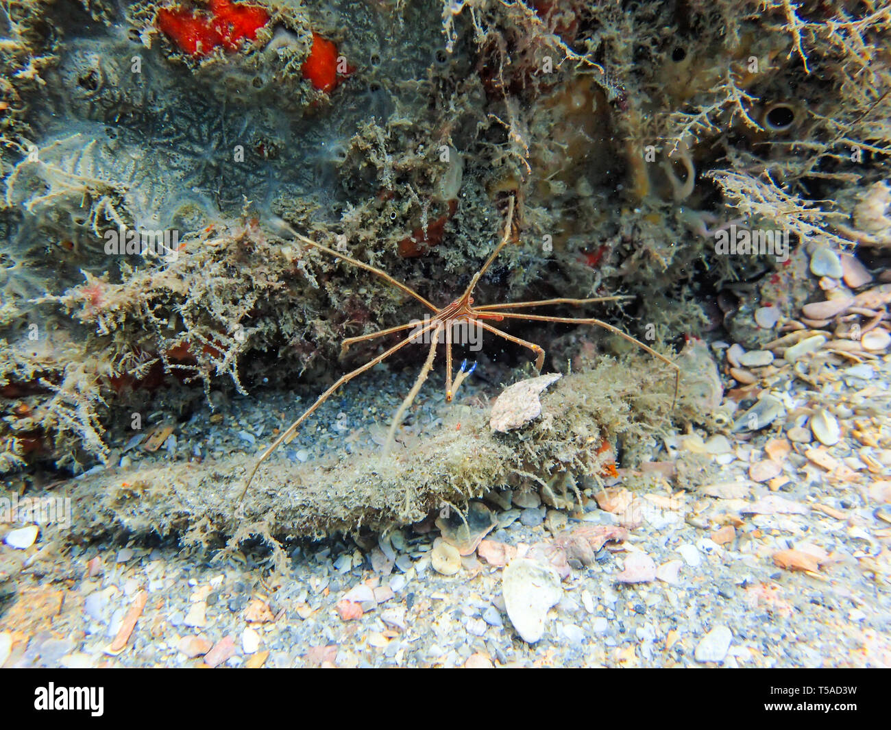 Stenorhynchus seticornis, the yellowline arrow crab, sitting on a rock on the ocean floor. Stock Photo