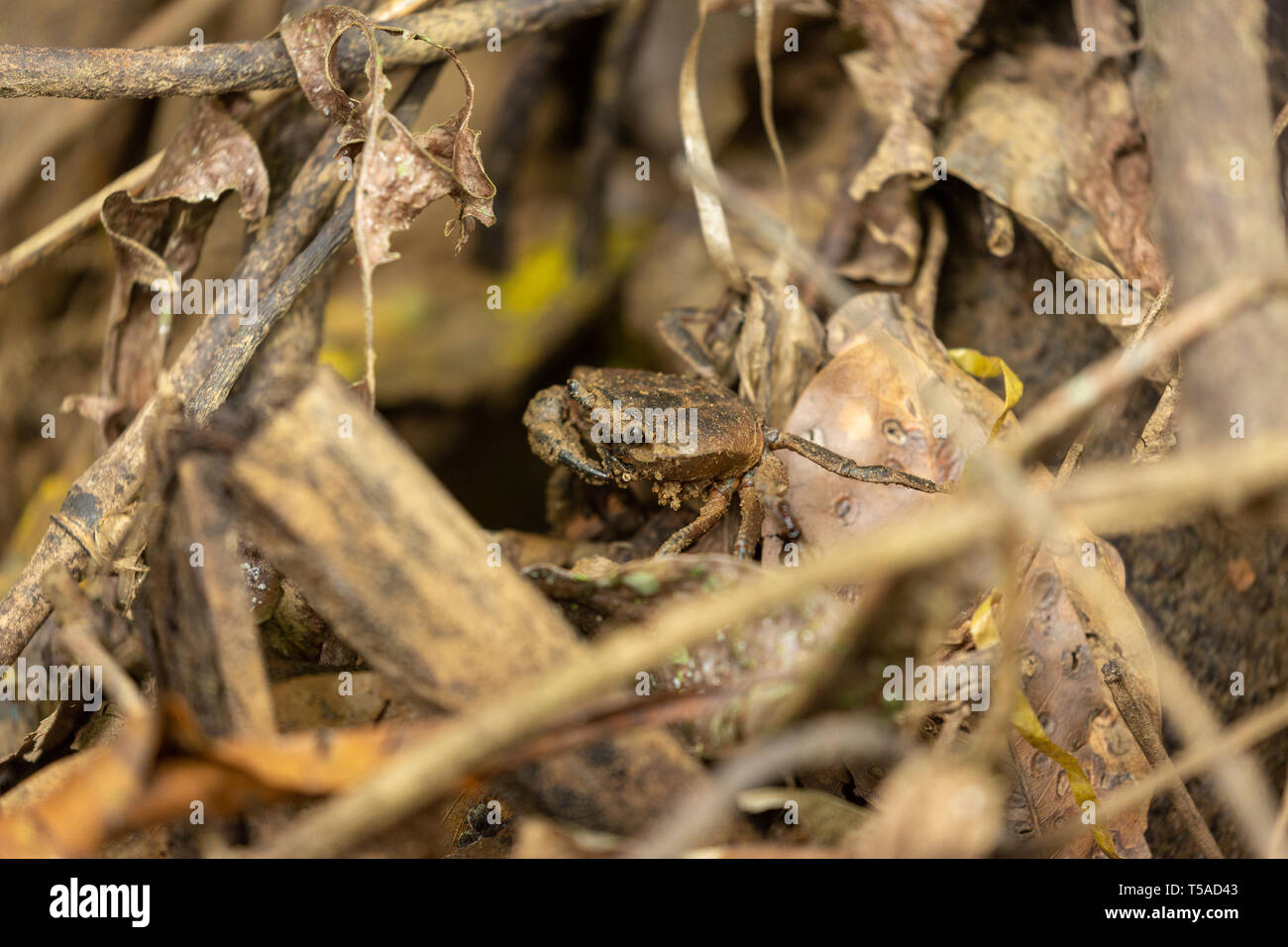 Freshwater forest crab camouflaged on the forest floor in the leaf litter Stock Photo