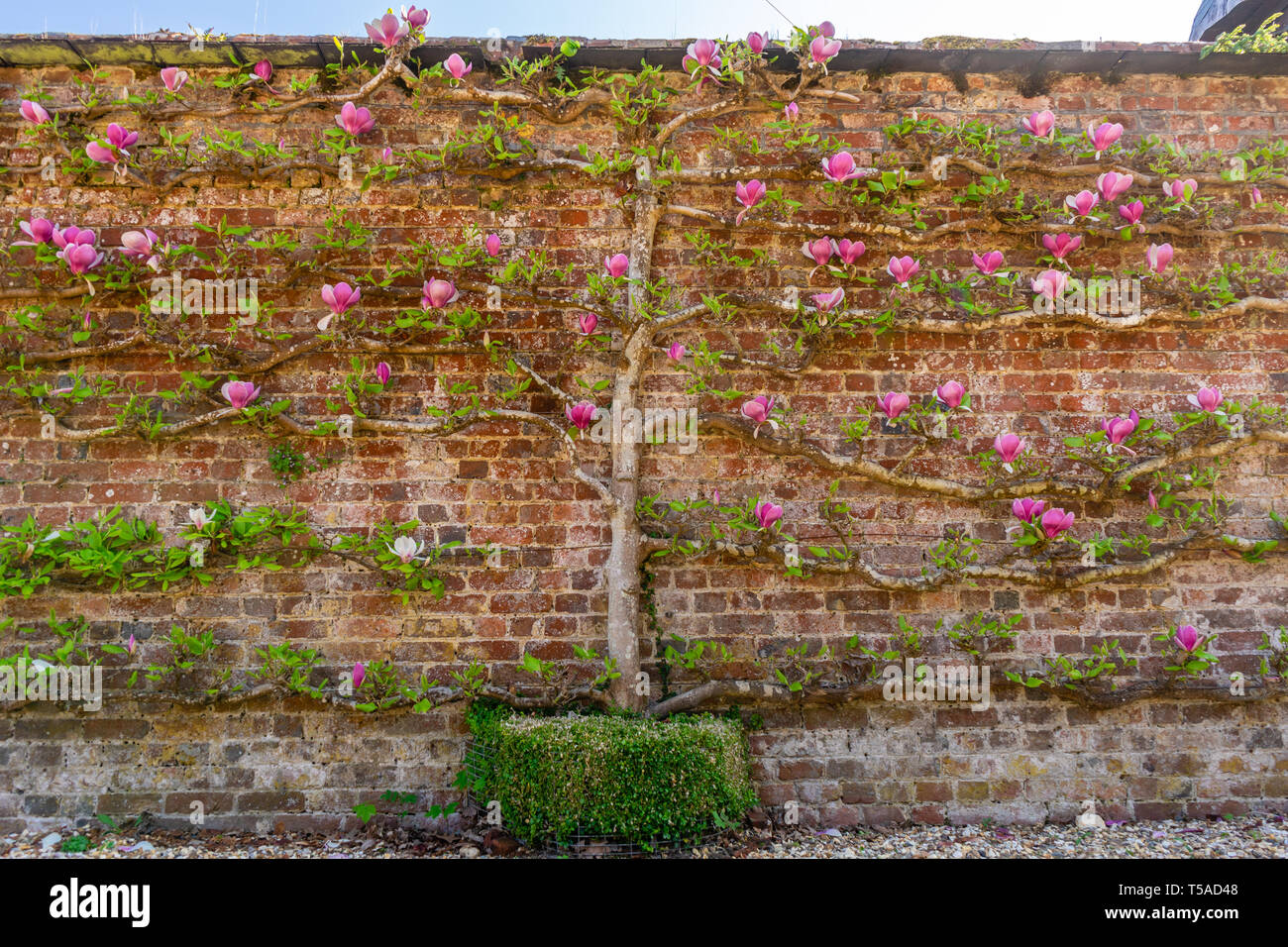 Magnolia espalier - a pink Chinese magnolia tree (soulangeana) grown against a wall in a garden in Southern England during the spring season, UK Stock Photo