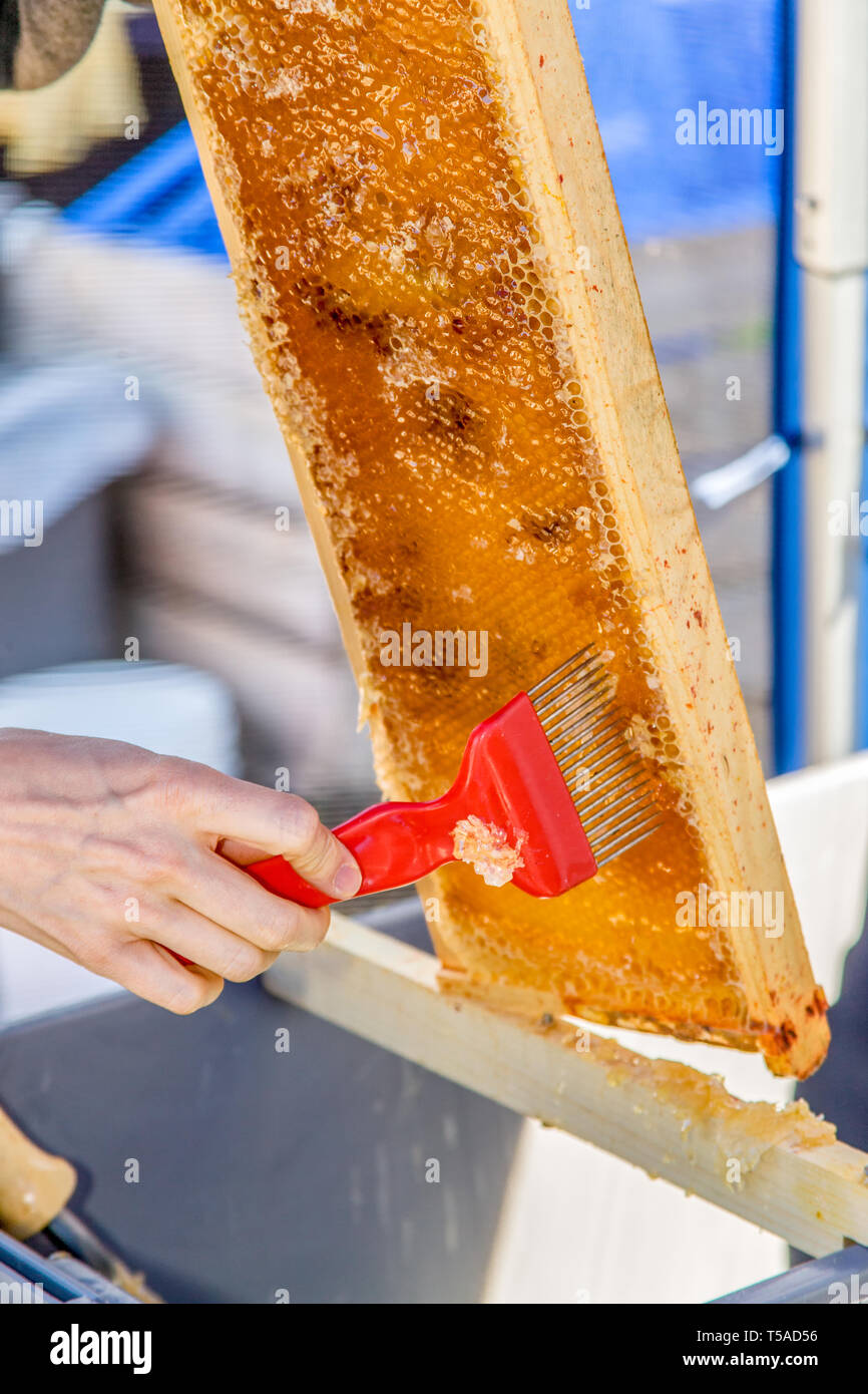 Using a scratcher hi-res stock photography and images - Alamy
