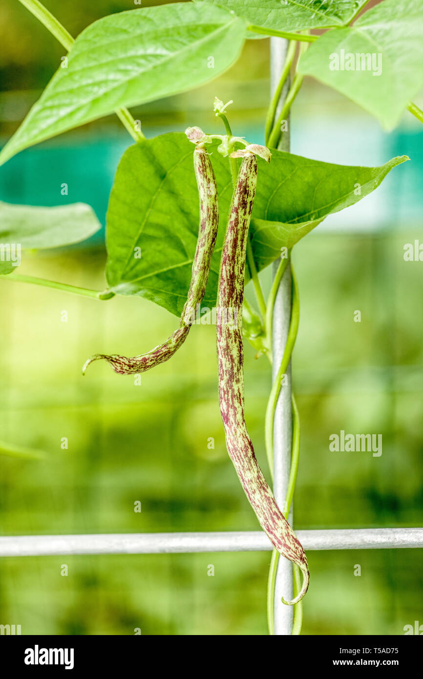 Twisted vine on pole hi-res stock photography and images - Alamy
