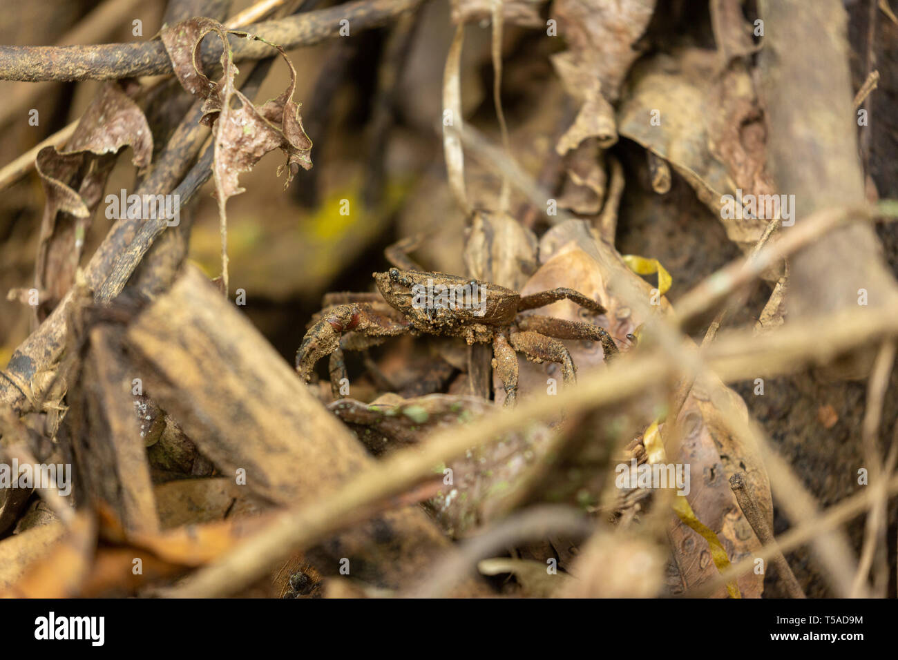 Freshwater forest crab camouflaged on the forest floor in the leaf litter Stock Photo