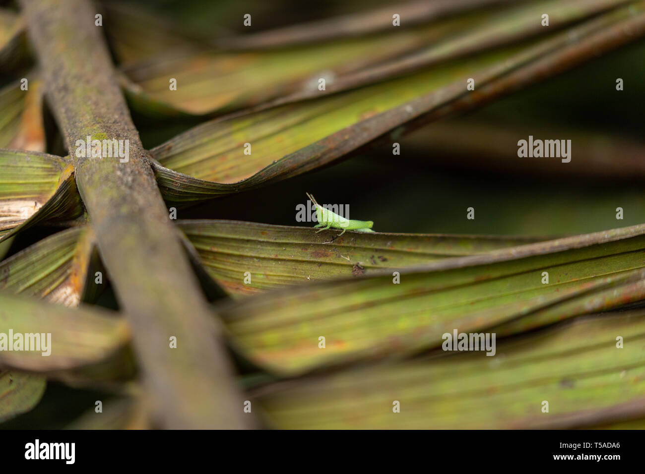 Small green grasshopper perched on a palm frond Stock Photo