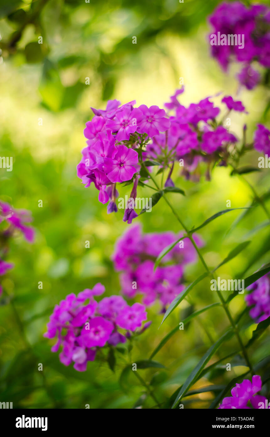 Beautiful purple phlox grow in the garden in sunlight Stock Photo
