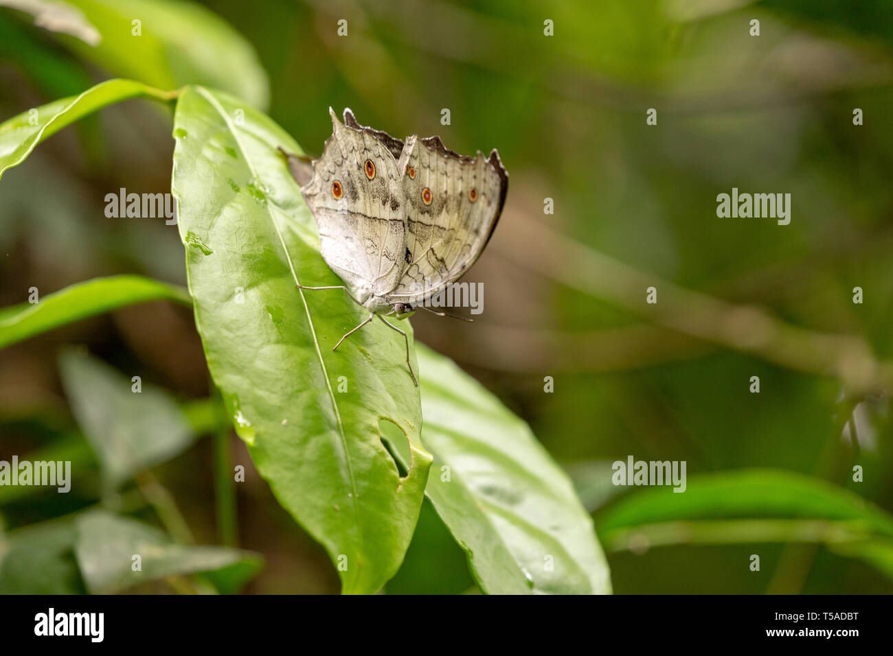 Butterfly perched on a leaf Stock Photo