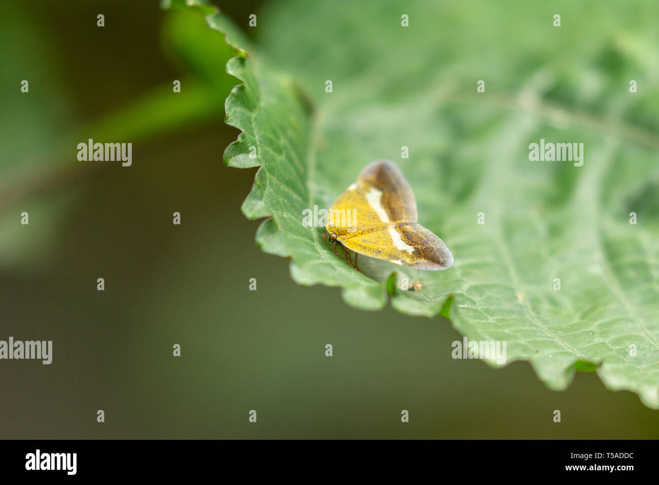 colourful moth perched on a leaf Stock Photo