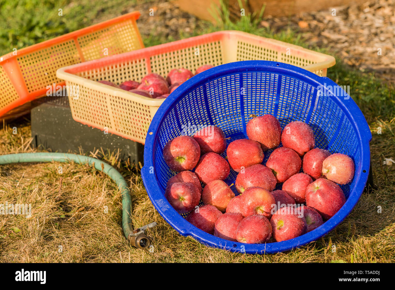 Apple bins hires stock photography and images Alamy