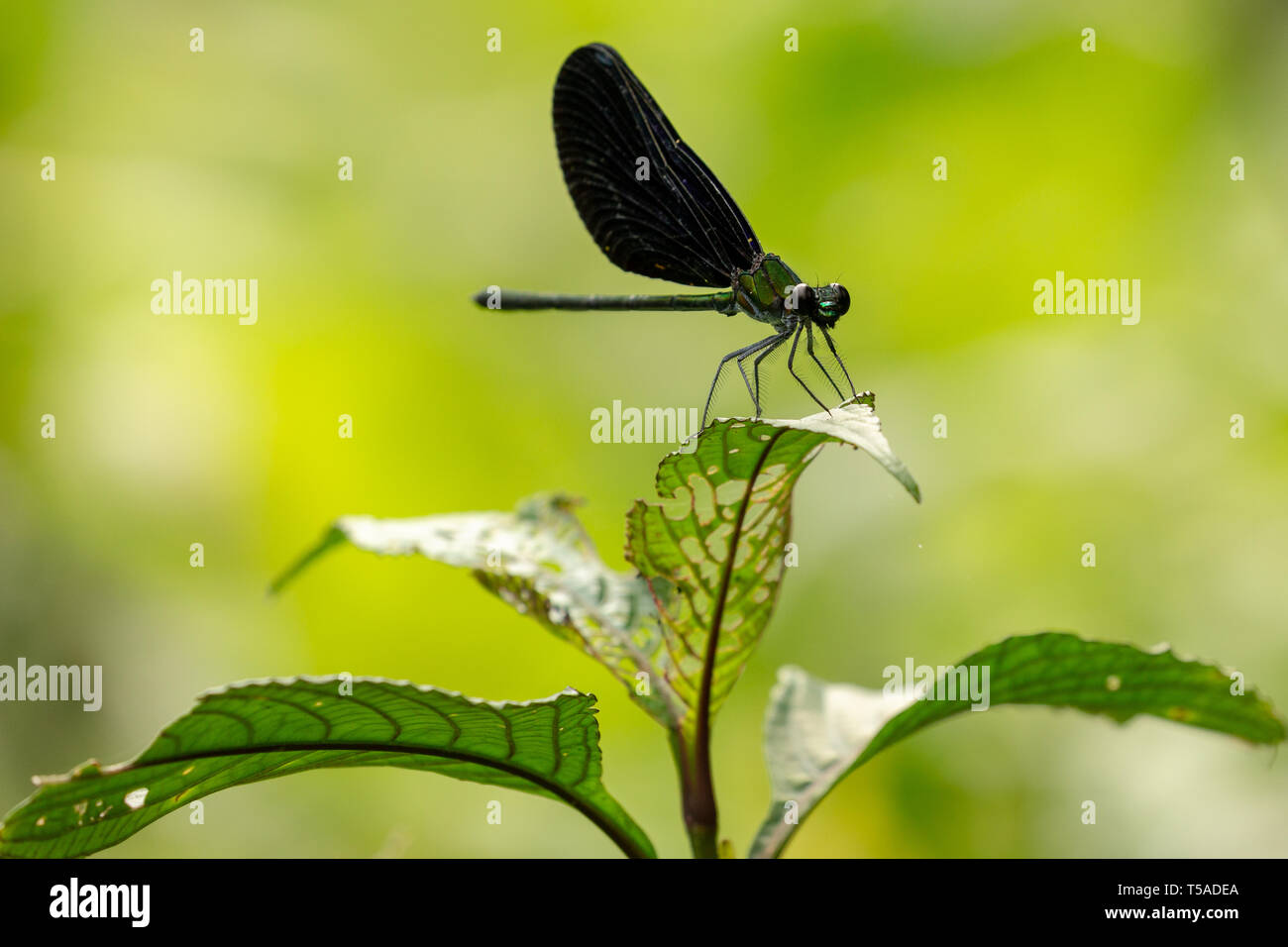 Damselfly perched on a leaf Stock Photo