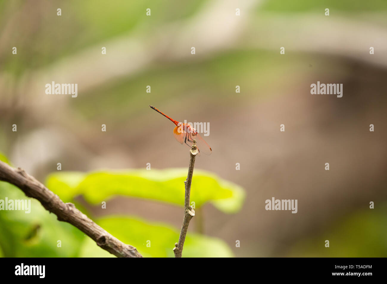 red dragonfly perched on a branch Stock Photo