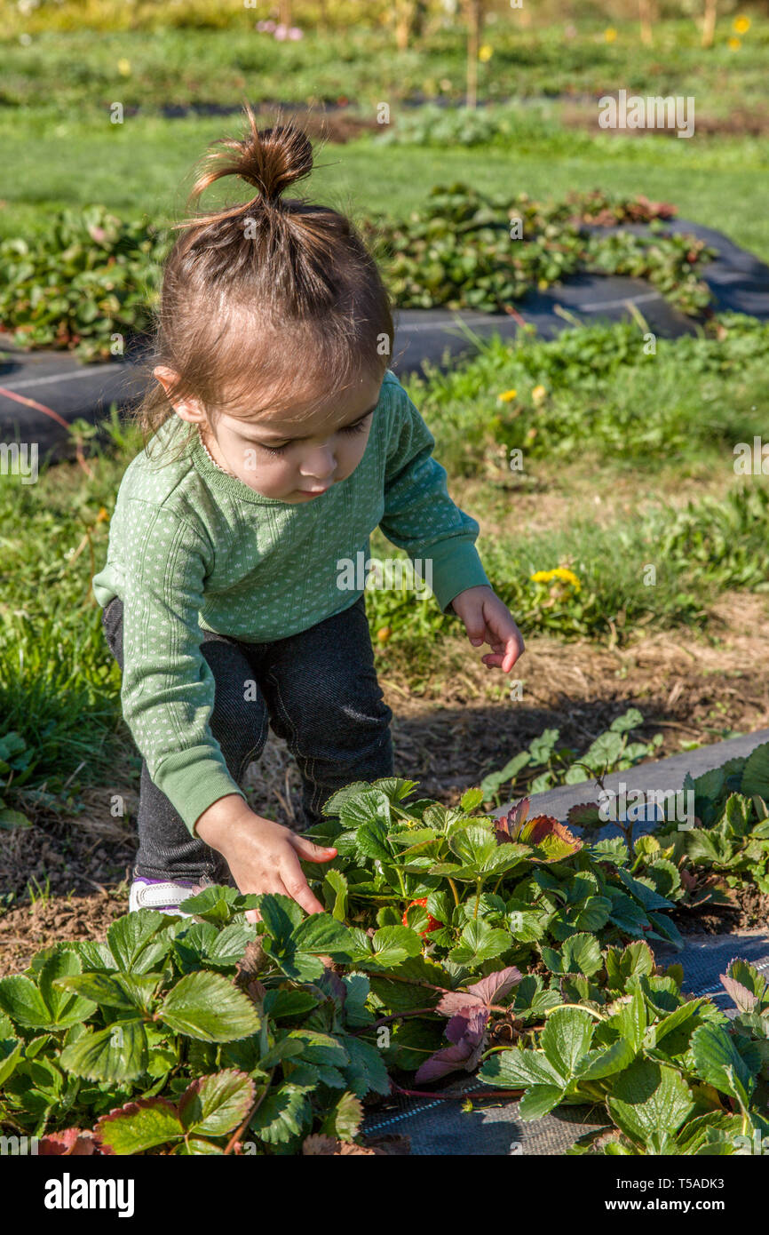 Strawberry picking with model hires stock photography and images Alamy