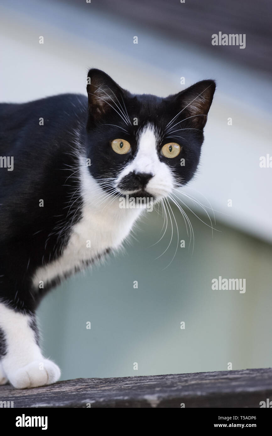 Houston, Texas, USA.  Black and white cat on a fence. Stock Photo