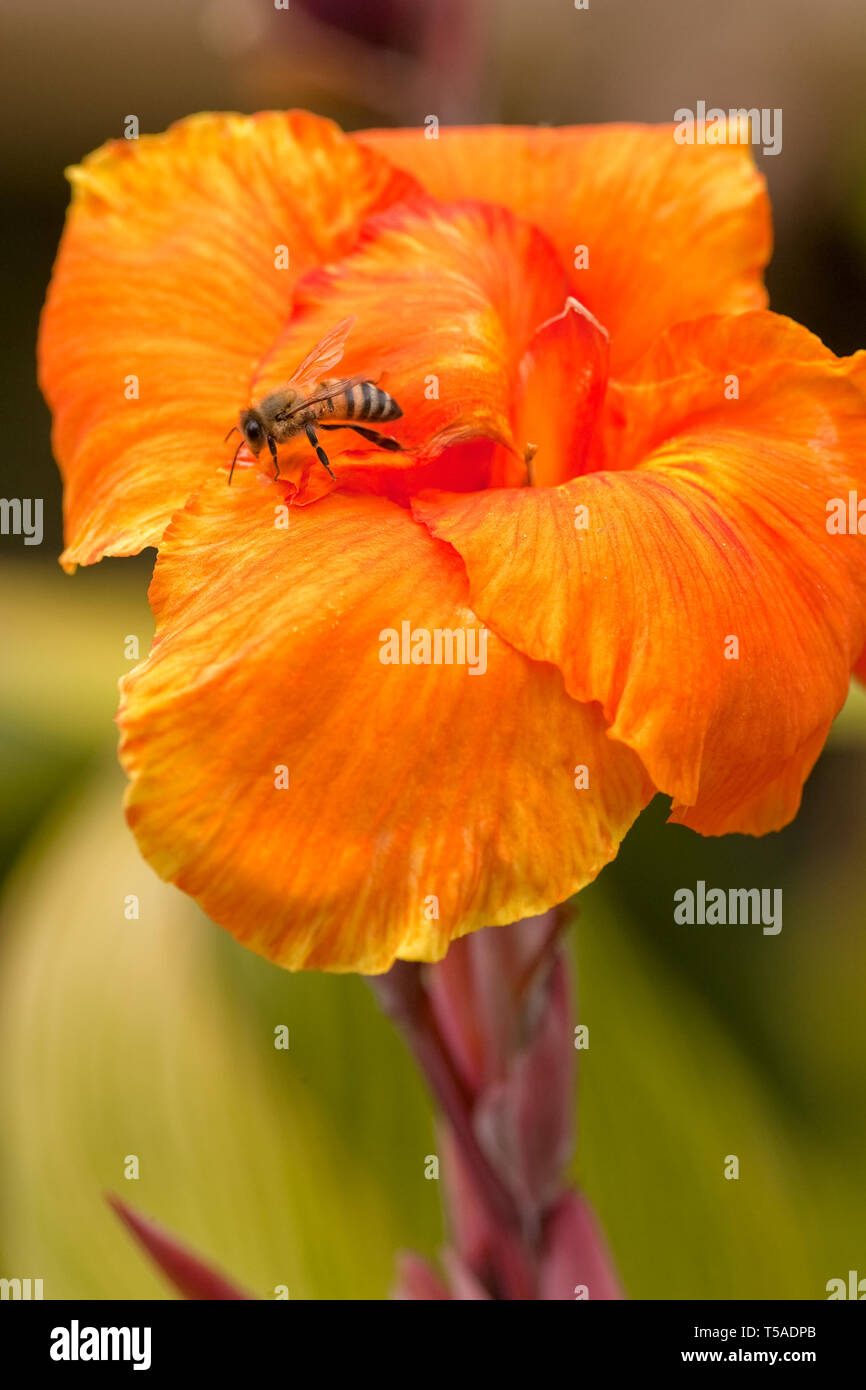 Houston, Texas, USA.  Honeybee on a Canna flower. Stock Photo