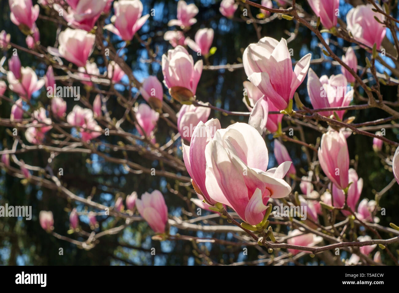 Beautiful spring bloom for magnolia tulip trees pink flowers Stock ...