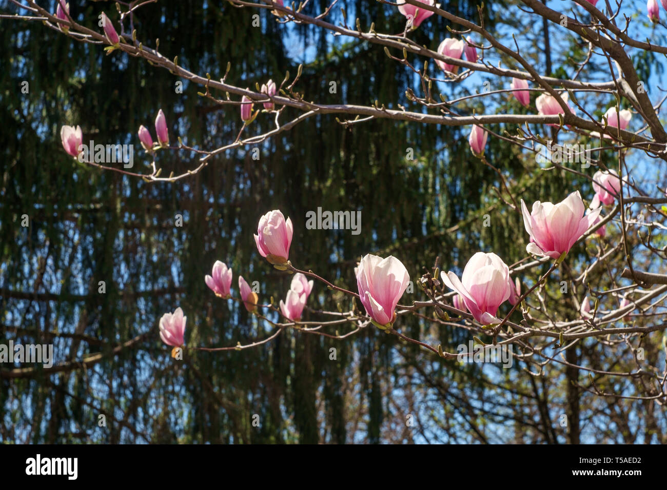 Beautiful spring bloom for magnolia tulip trees pink flowers Stock ...