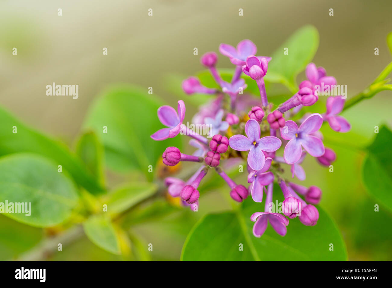 Purple Lilac flowers in spring with blurred green background Stock ...
