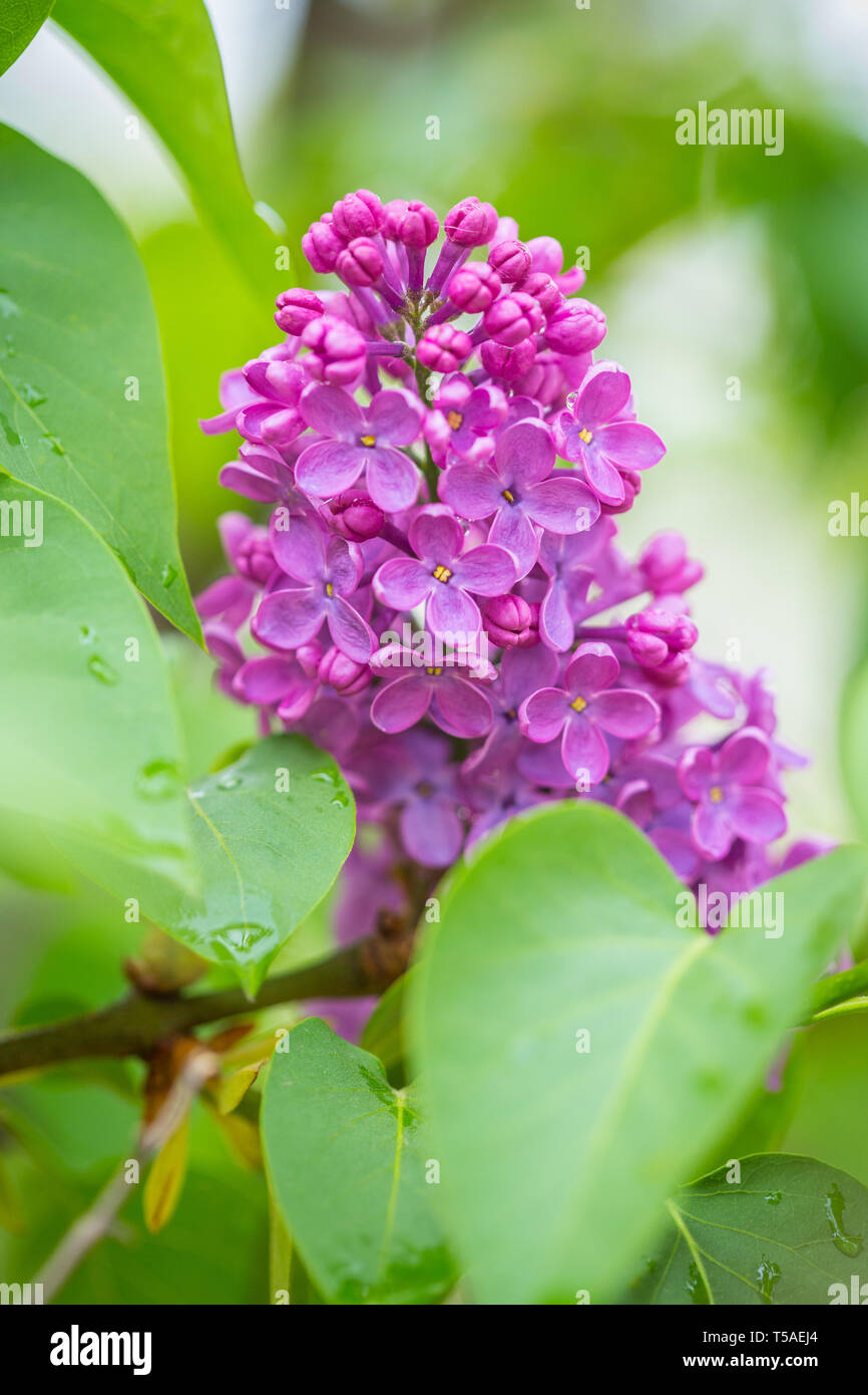Purple Lilac flowers in spring with blurred green background Stock ...