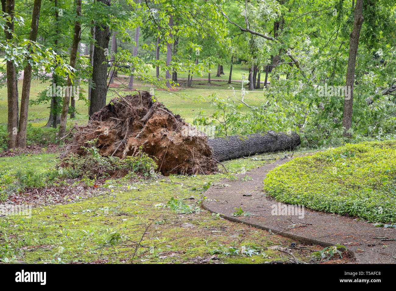 Large oak tree uprooted and fallen in yard after severe weather including a tornado Stock Photo