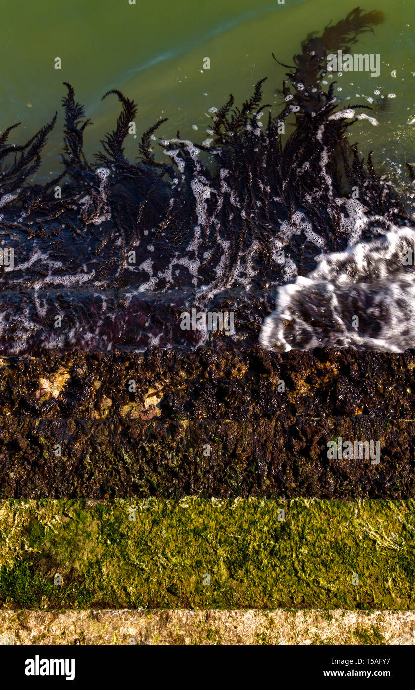 Shore of Venice harbour.with algae. Venice, Italy. - Stock Image