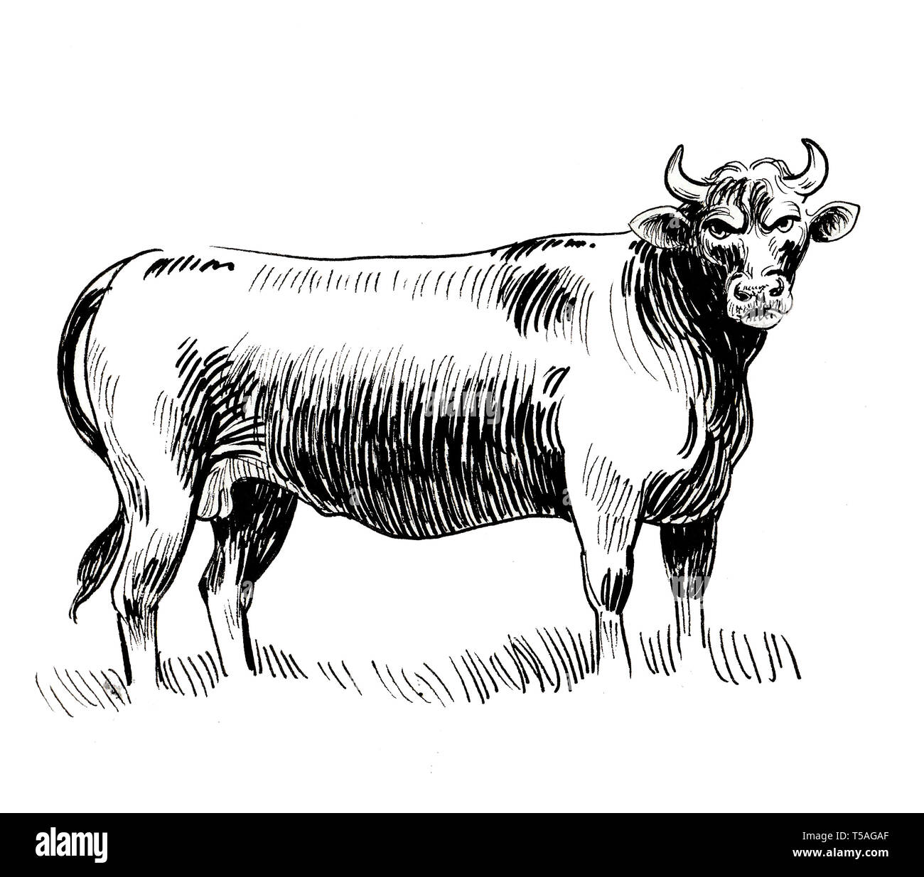 Big angry bull. Ink black and white drawing Stock Photo - Alamy