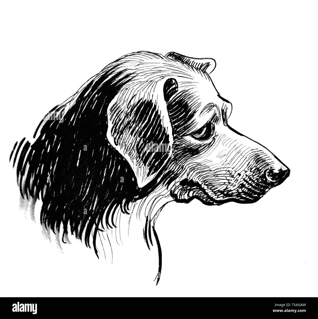 Sad Looking Dog Head Ink Black And White Drawing Stock