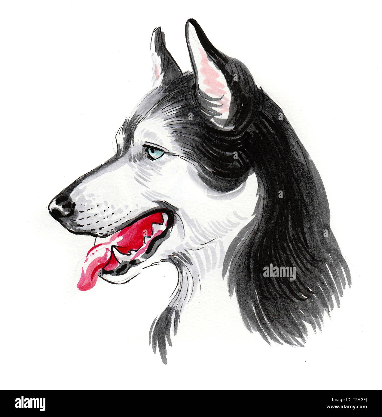 Beautiful husky dog head. Ink and watercolor illustration Stock Photo ...