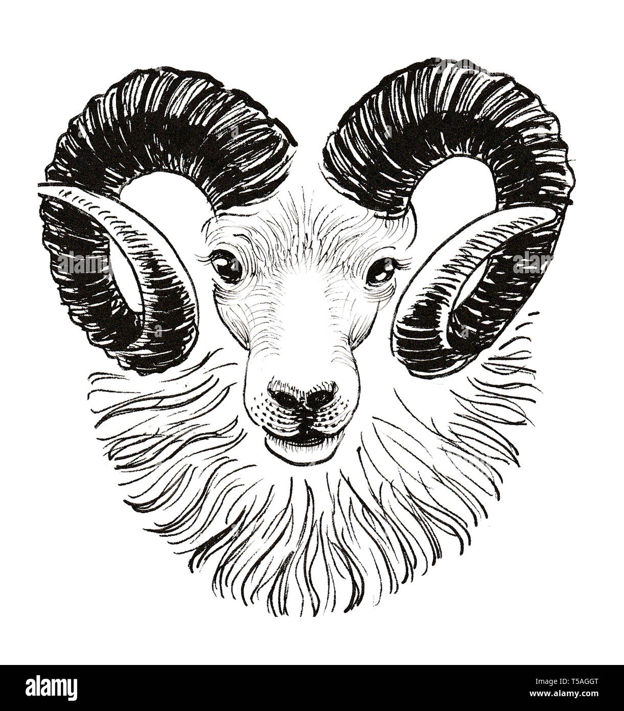 Ram head. Ink black and white drawing Stock Photo - Alamy