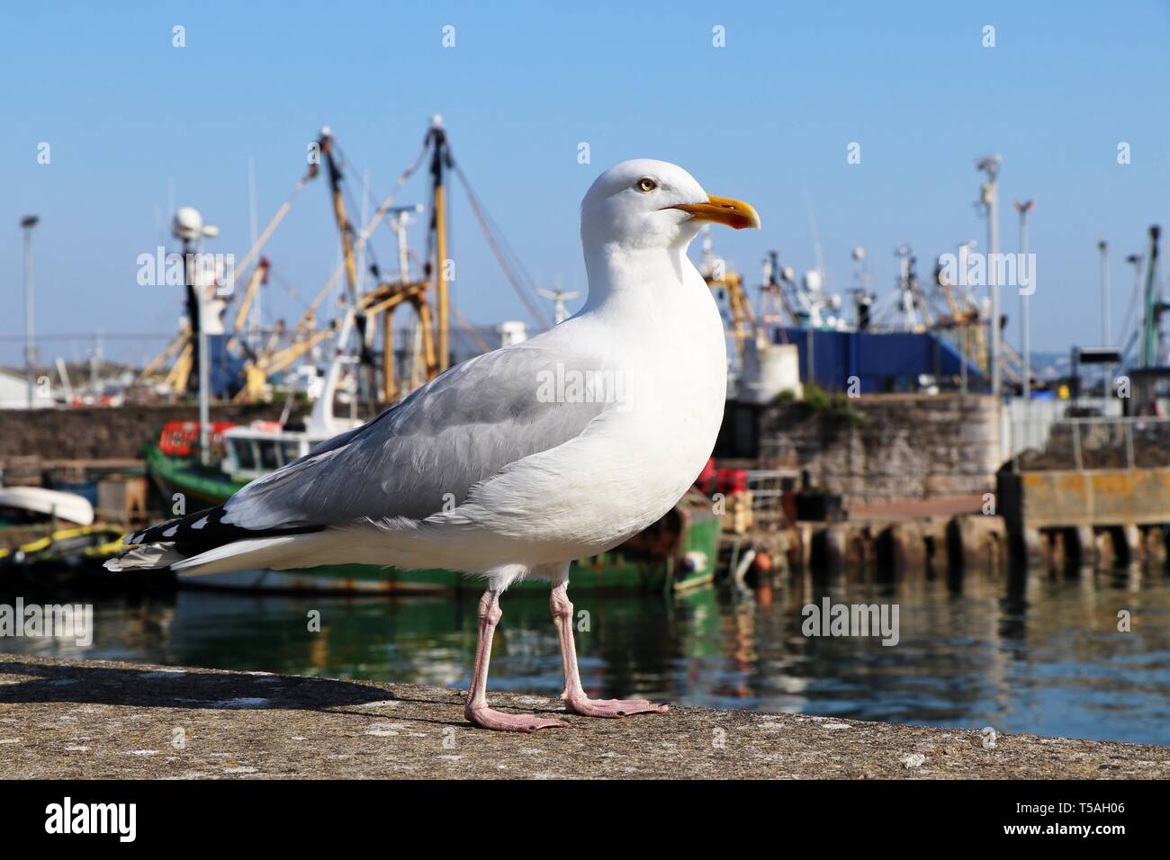 Herring Gull (Larus argentatus) in Brixham Harbour, Devon. Stock Photo