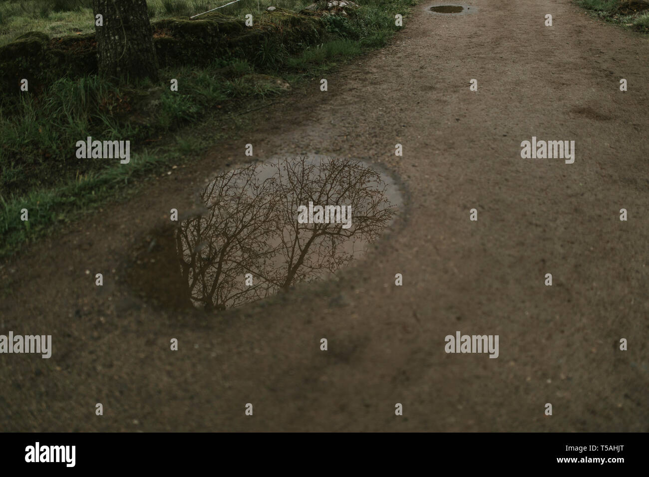 Reflection of a tree in a mud puddle hi-res stock photography and ...