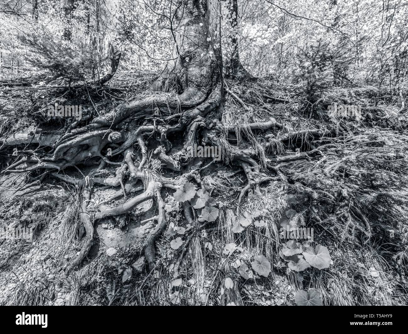 Tree root visible view under ground level in forest Stock Photo - Alamy