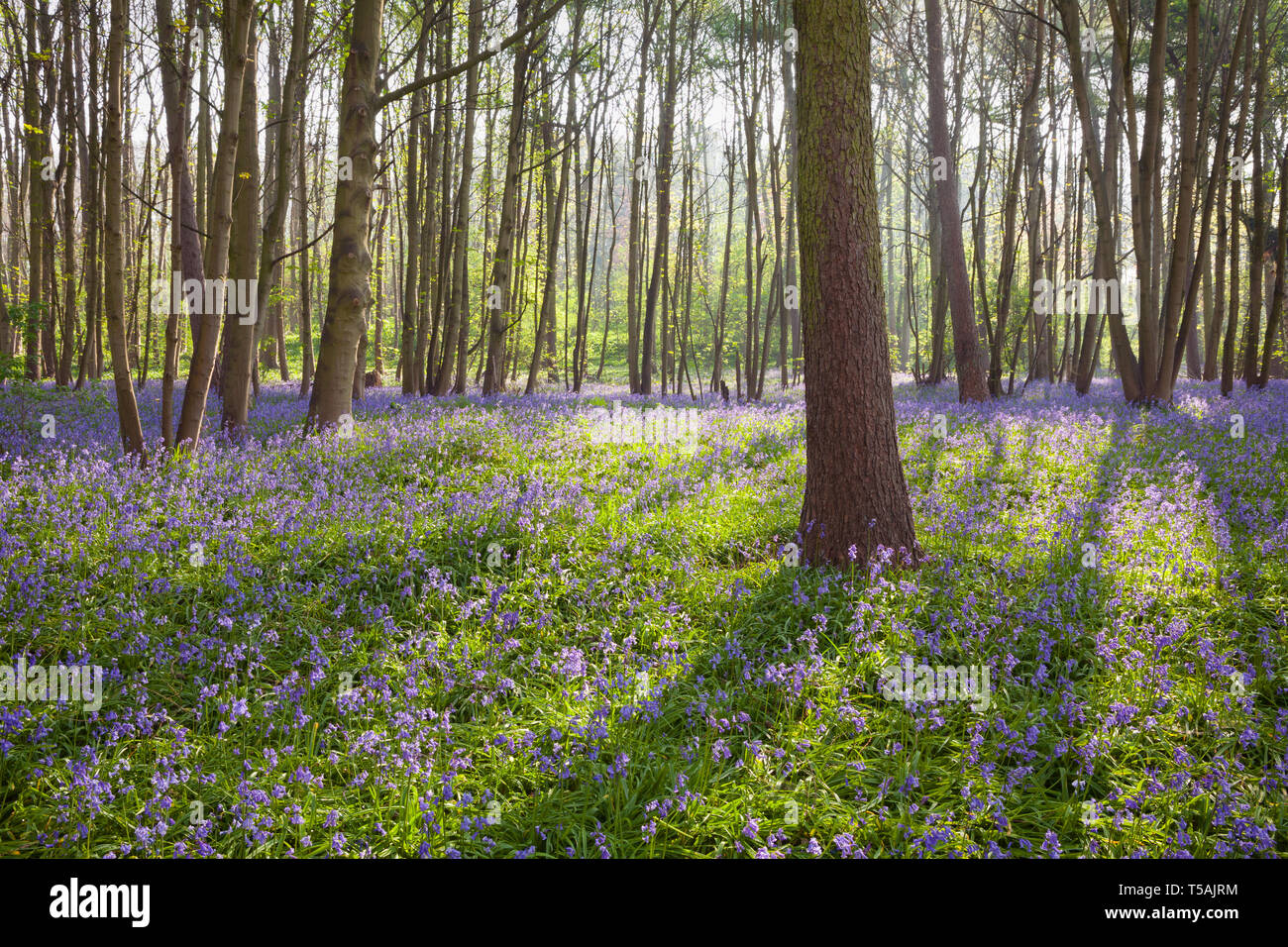 UK Weather: Early morning in an English bluebell woodland in Spring. Brumby Wood, Scunthorpe, North Lincolnshire, UK. 22nd April 2019. Stock Photo