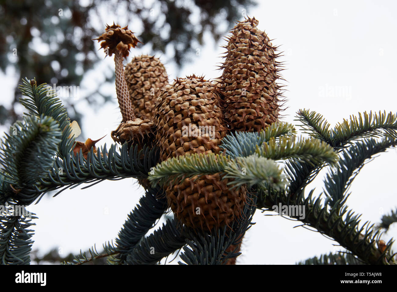 April evening and pine cones wait to release their seeds. Burley-in-Wharfedale, West Yorkshire, 16/04/19 Stock Photo