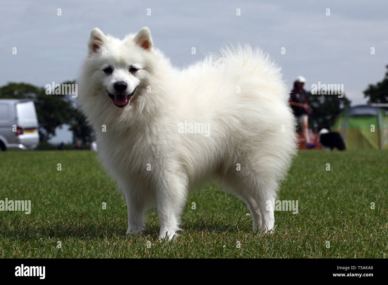 Japanese Spitz High Resolution Stock Photography And Images Alamy