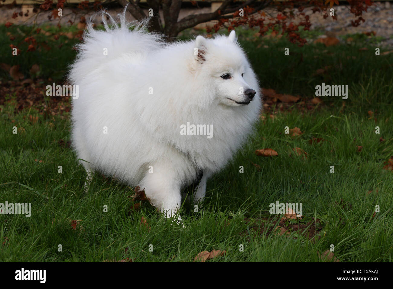 Page 2 Japanese Spitz High Resolution Stock Photography And Images Alamy Page 2 Japanese Spitz High Resolution Stock Photography And Images Alamy
