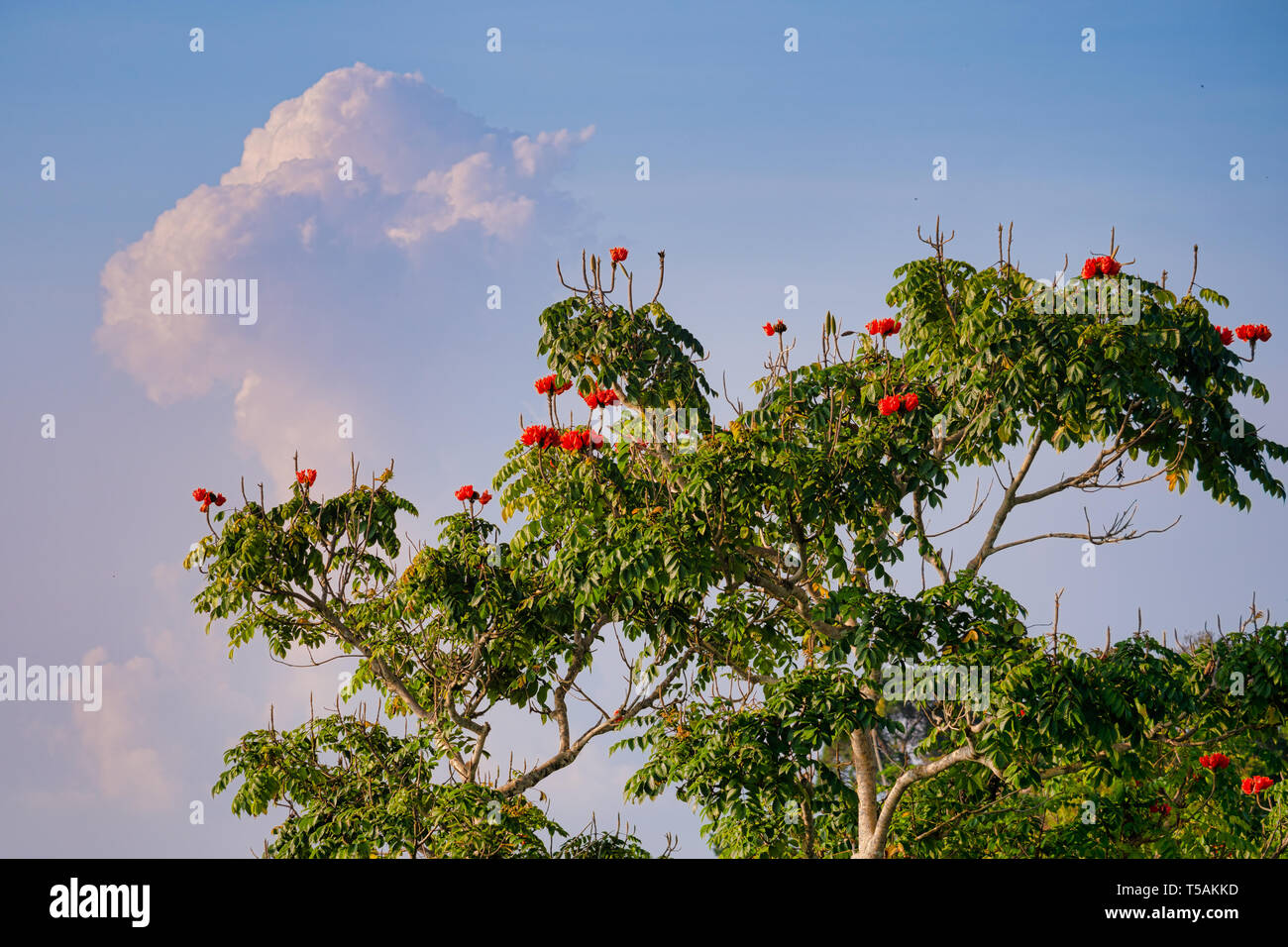 Penang Hill flora Stock Photo - Alamy